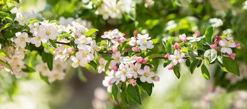 Blooming apple tree in the spring garden. Close up of white flowers on a tree